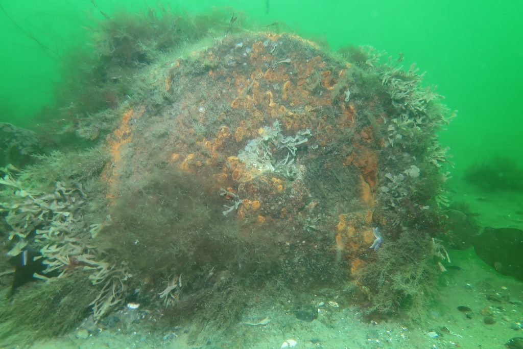 "An unexploded A Mark I - VI mine lays at the bottom of the Baltic Sea.
			
The mine was detected and classified by HMNoS Otra and reacquired and identified by Royal Danish Navy divers as part of the exercise Baltic Operations (BALTOPS) 2019 Mine Warfare Task Group.
			
Photo courtesy of Royal Danish Navy Divers (released)"

Ort: Todendorf, Schleswig-Holstein, Germany

Photo by: Lt. Matthew Stroup, Naval Surface and Mine Warfighting Development Center (SMWDC)